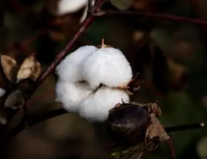 5月我国棉花进口17.32万吨